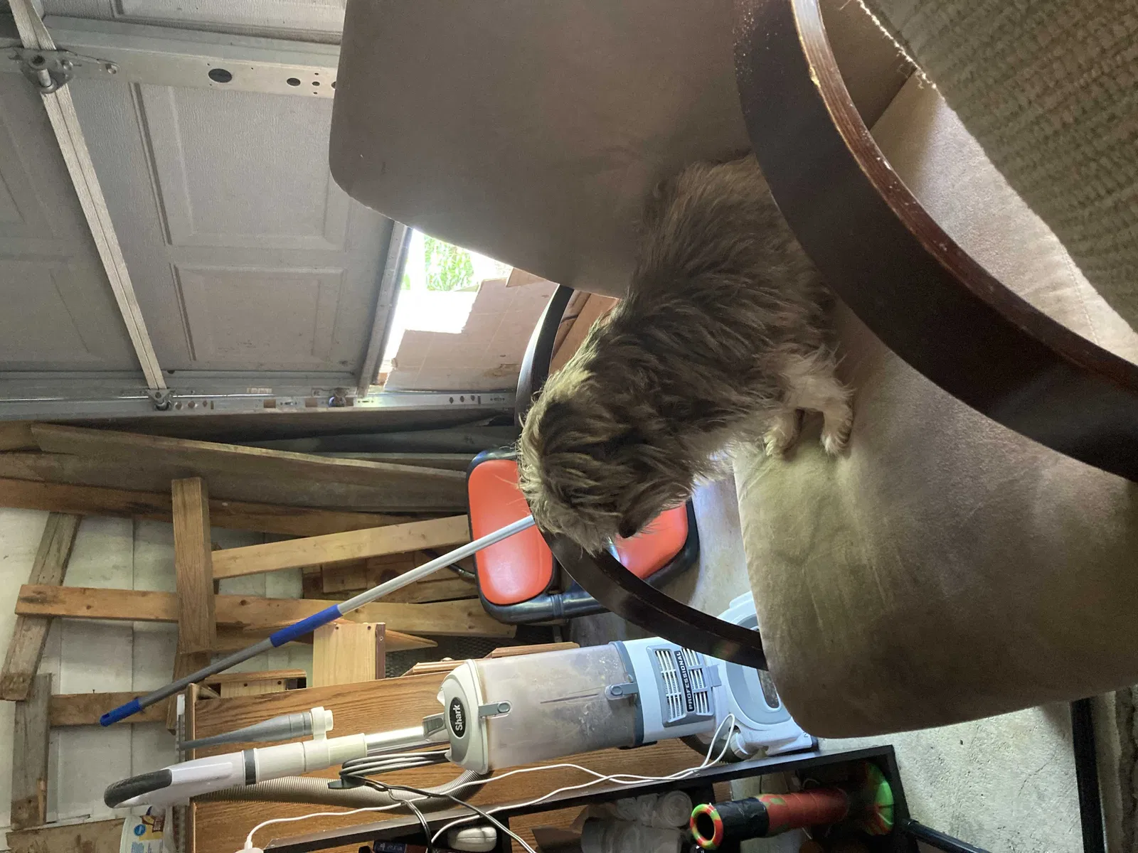 Lost dog in Fort Wayne, IN, 46806