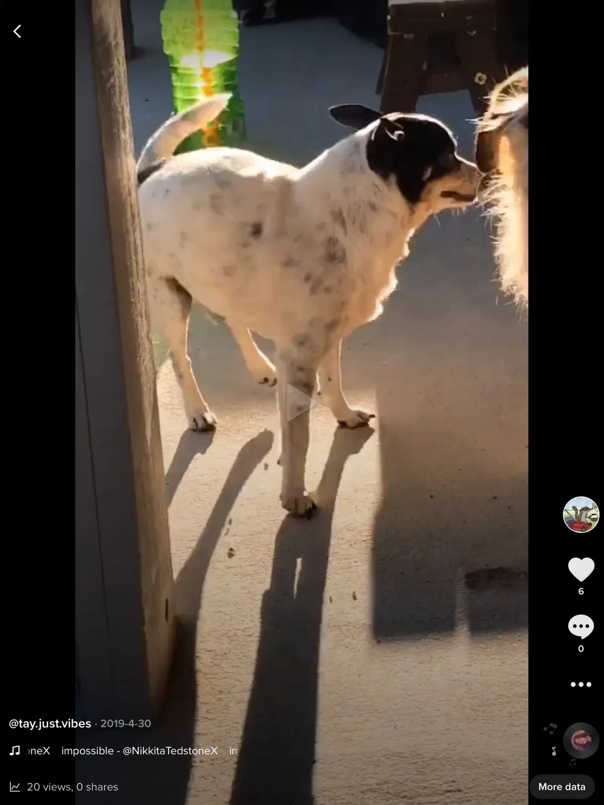 Lost dog in Desert Hot Springs, CA, 92240