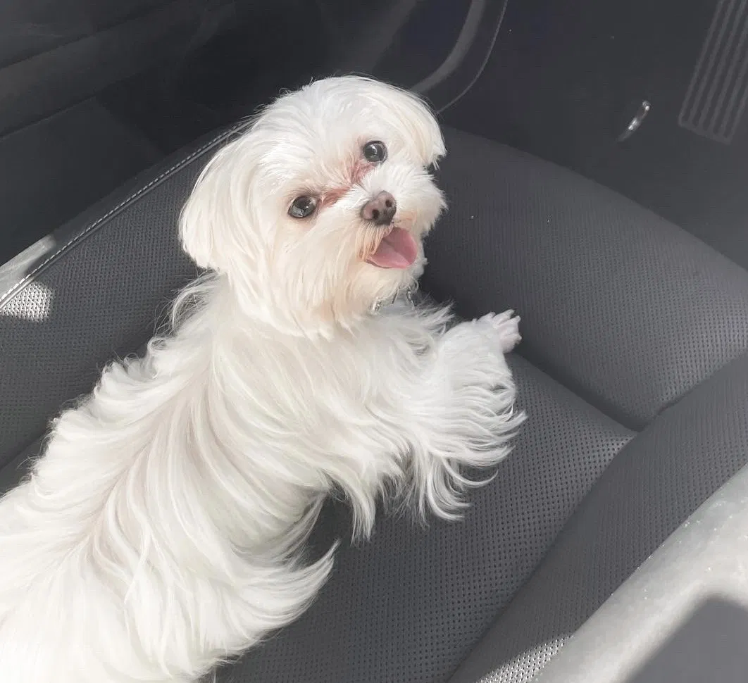 Lost dog in Tarzana, CA, 91356