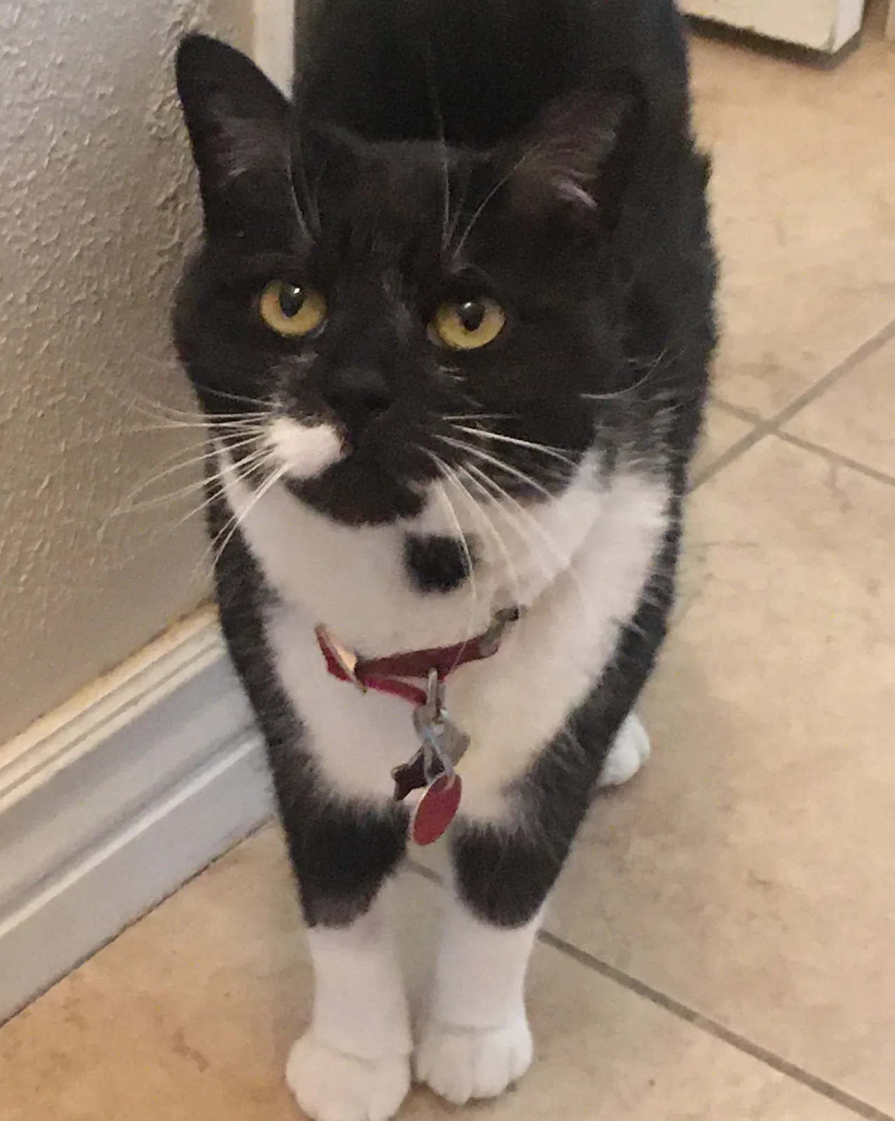 Lost cat in Littleton, CO, 80120