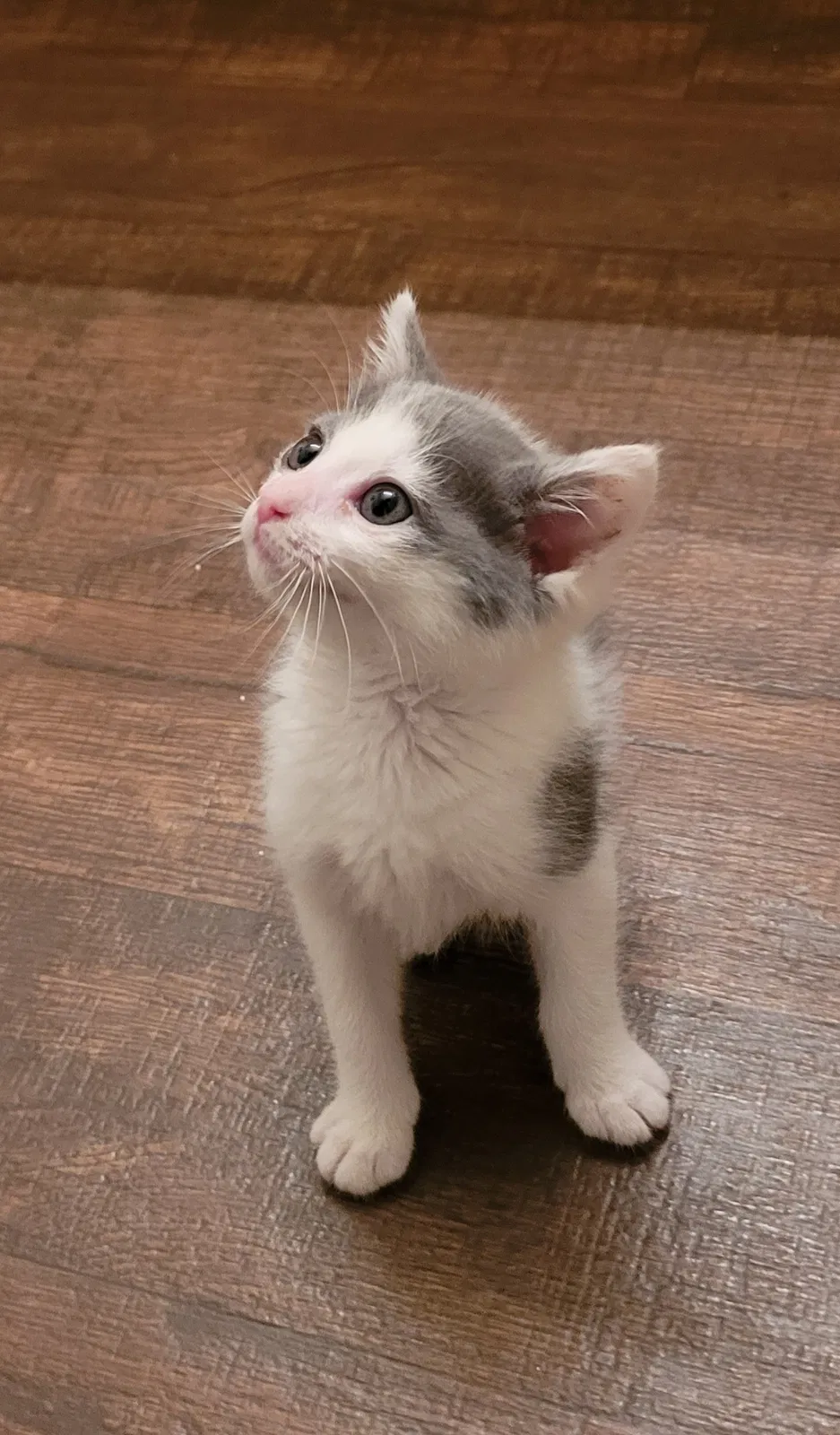 Found cat in Phoenix, AZ, 85008