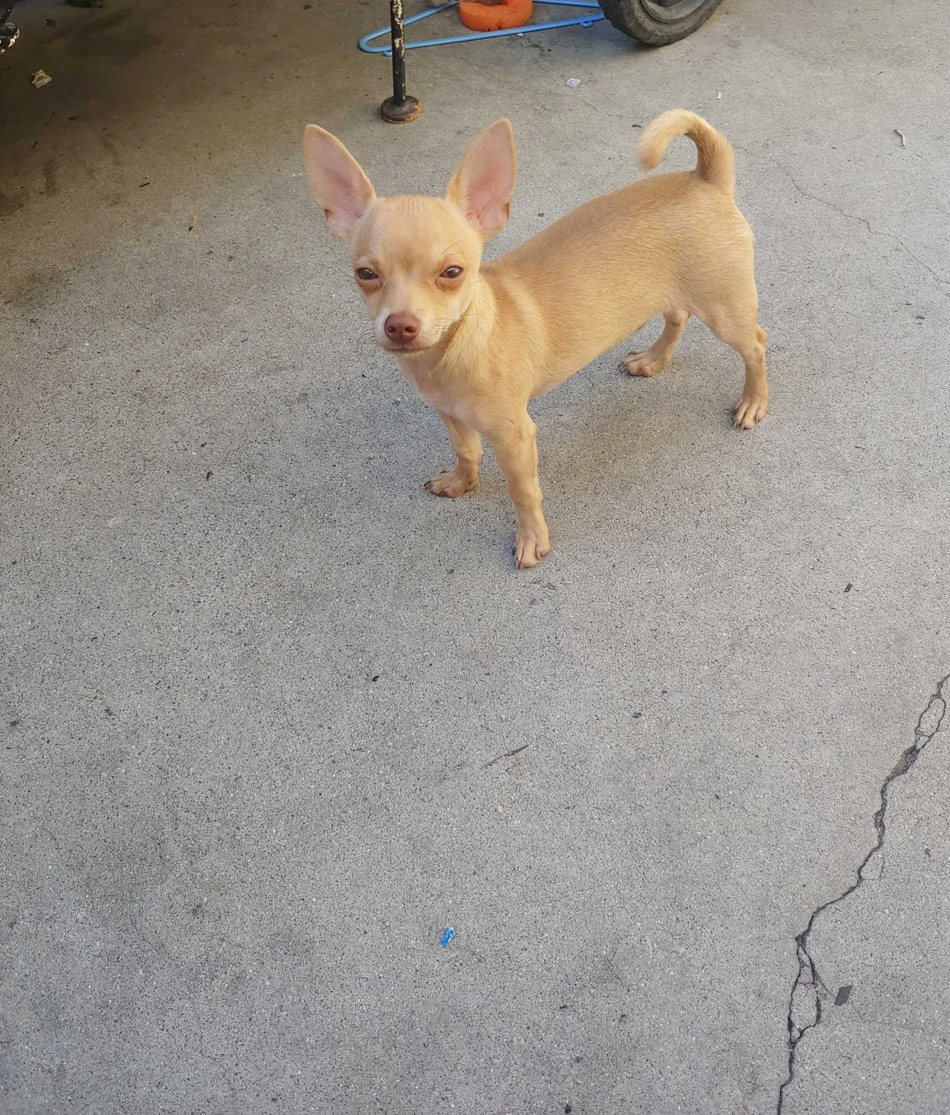 Lost dog in Fontana, CA, 92335