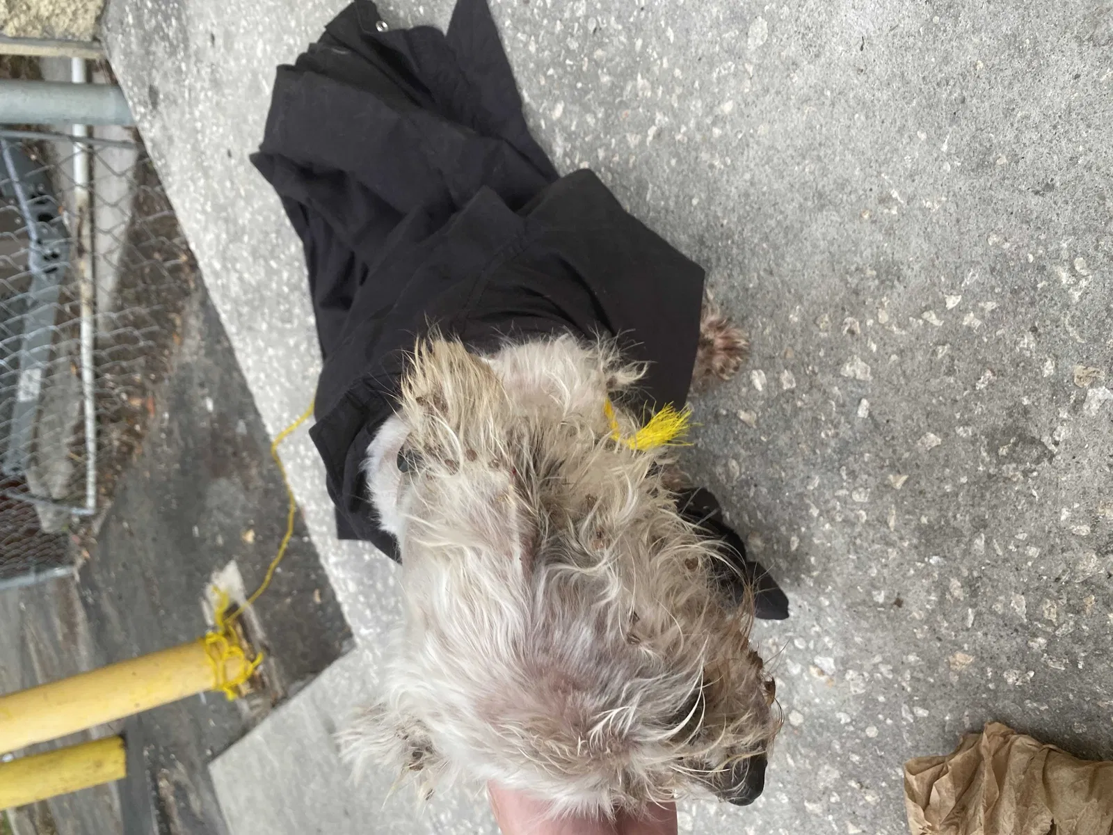 Found dog in Tampa, FL, 33612