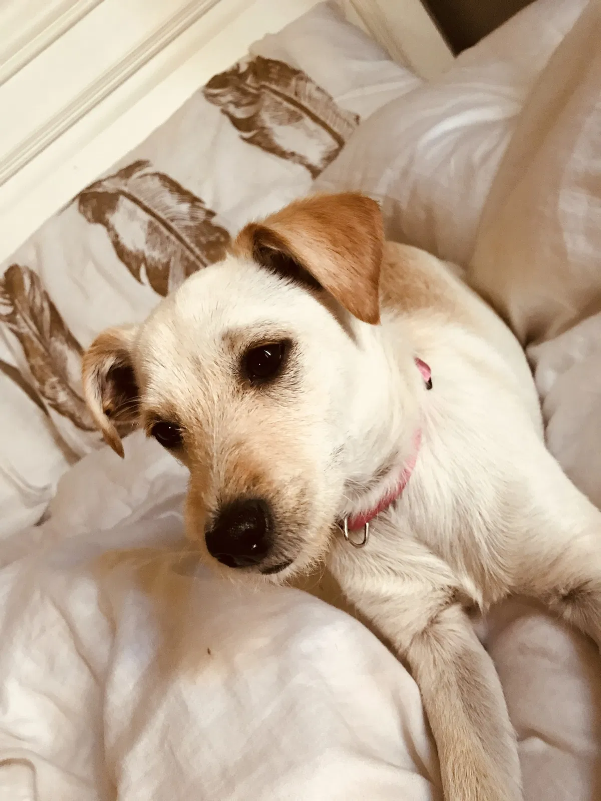 Lost dog in North Hollywood, CA, 91606