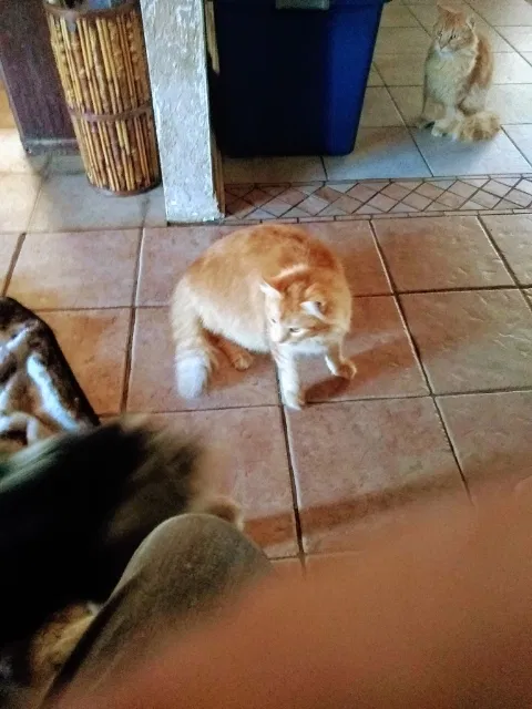Lost cat in Carmichael, CA, 95608