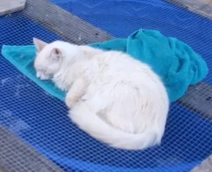 Lost cat in Carmichael, CA, 95608