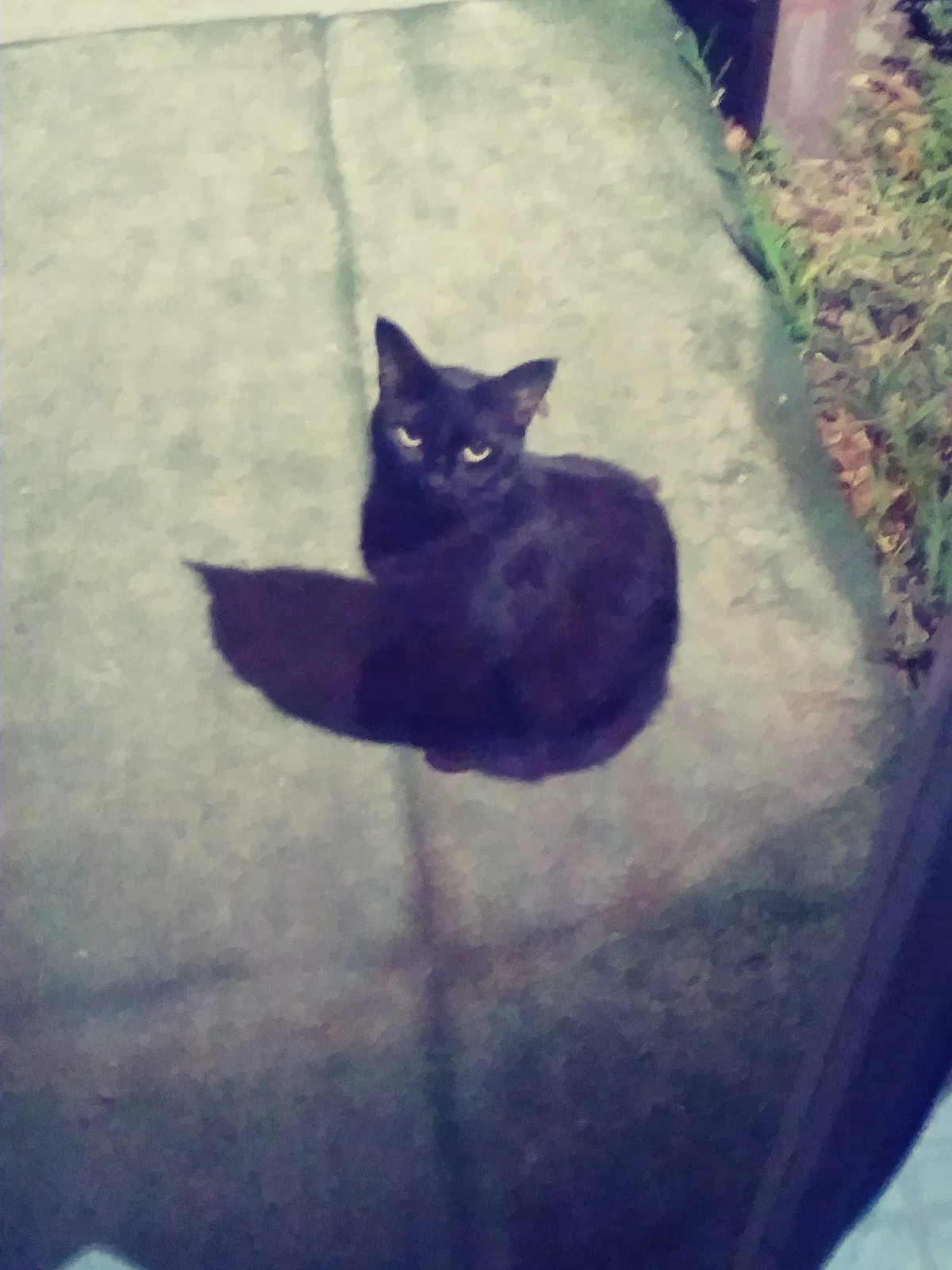 Lost cat in Largo, FL, 33774