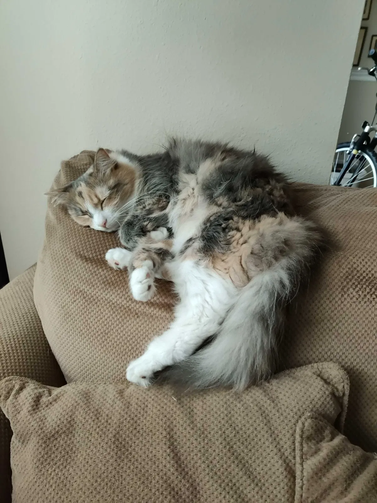 Lost cat in Cary, NC, 27513