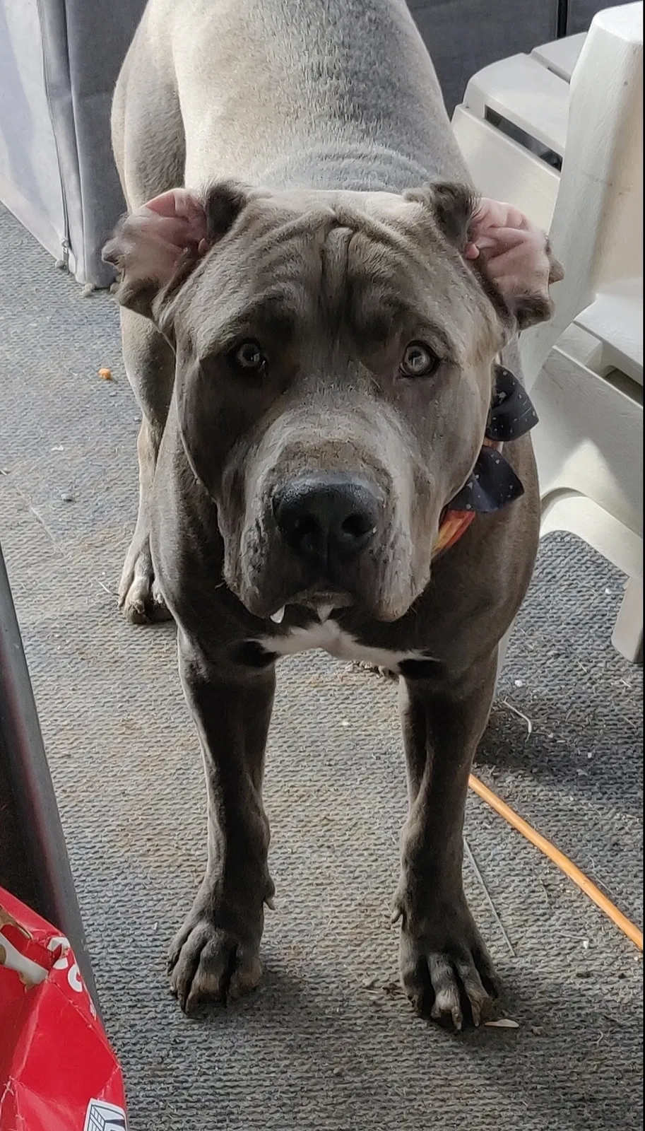 Lost dog in Salt Lake City, UT, 84123