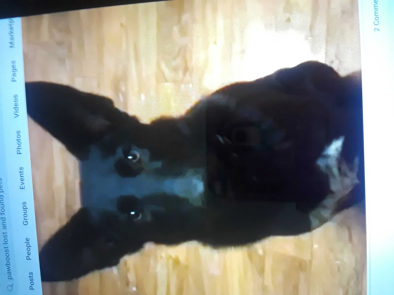 Lost dog in San Bernardino, CA, 92404