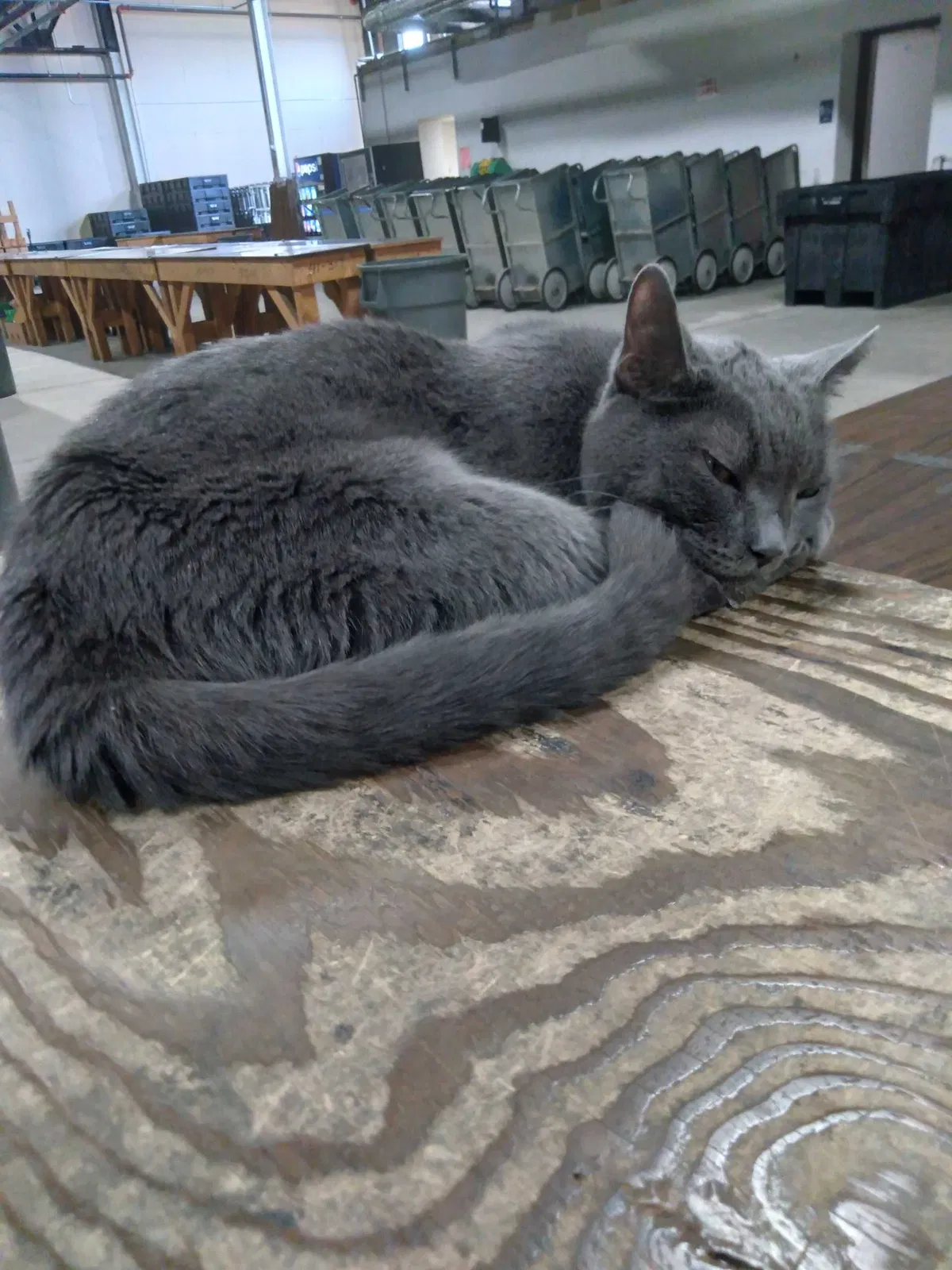 Lost cat in Saint Paul, MN, 55104