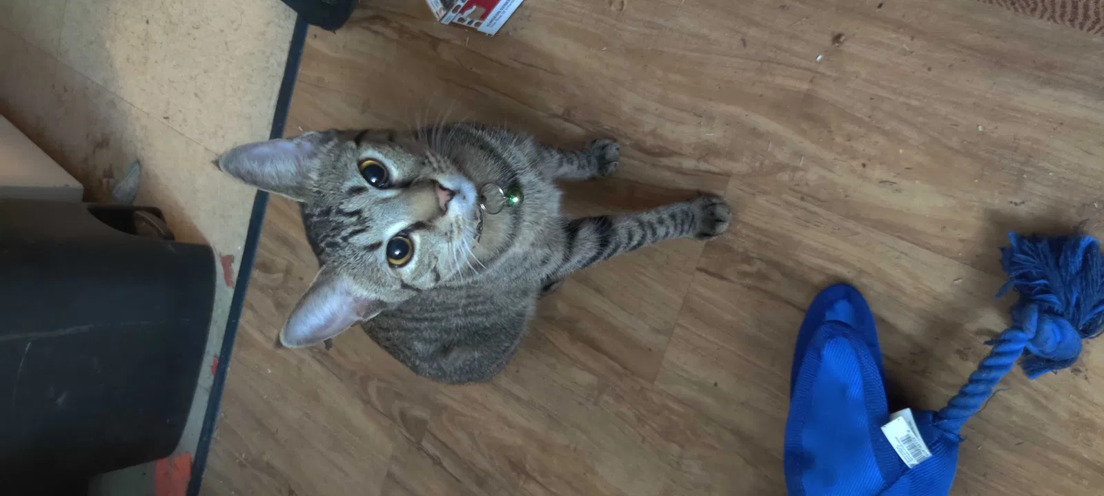Lost cat in Mableton, GA, 30126
