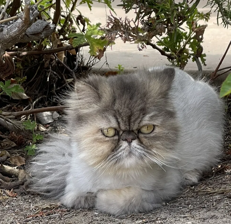 Lost cat in Bonita, CA, 91902