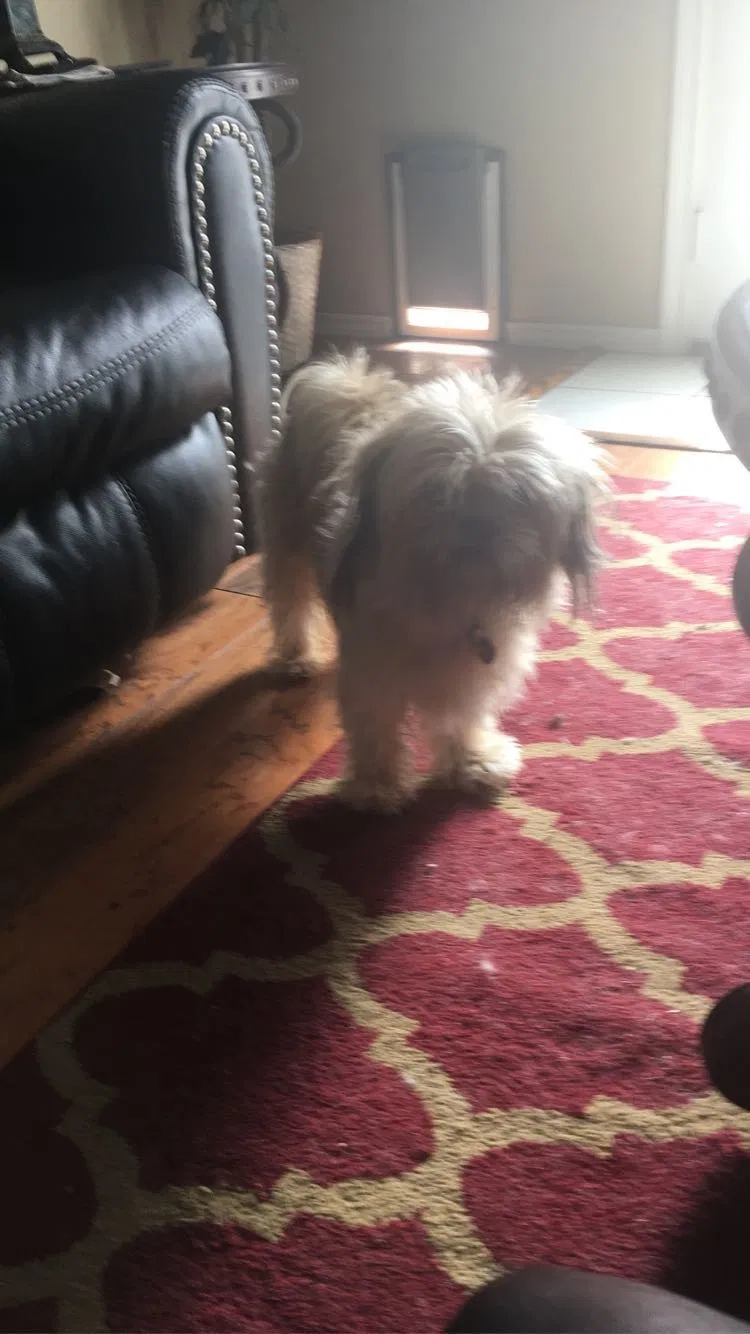 Lost dog in Lubbock, TX, 79423