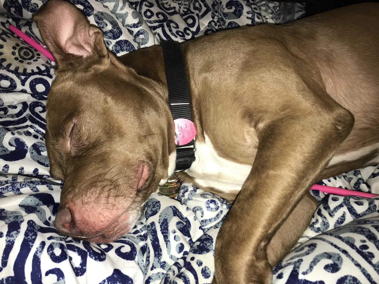 Lost dog in Detroit, MI, 48205