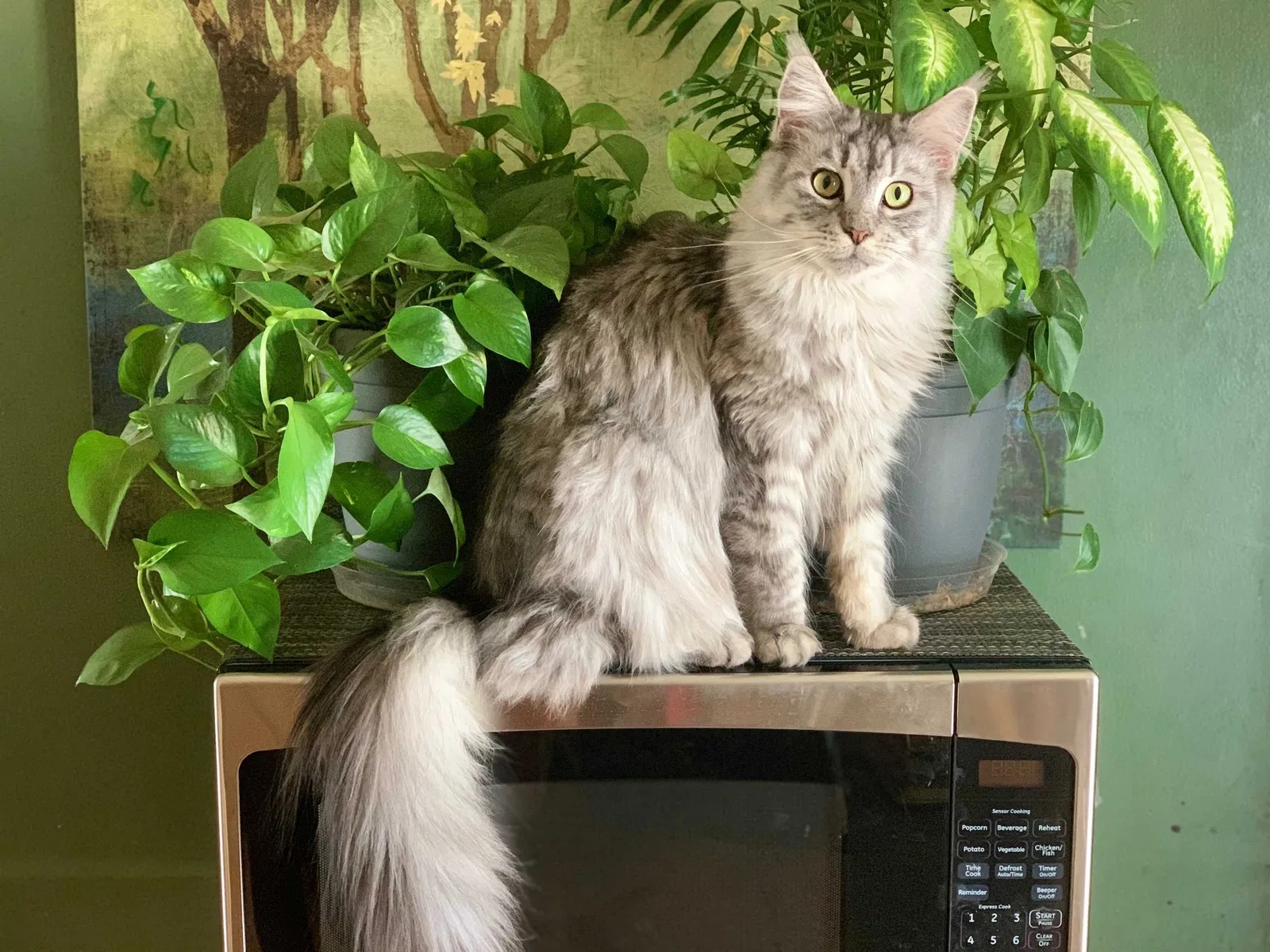 Lost cat in Wichita, KS, 67207