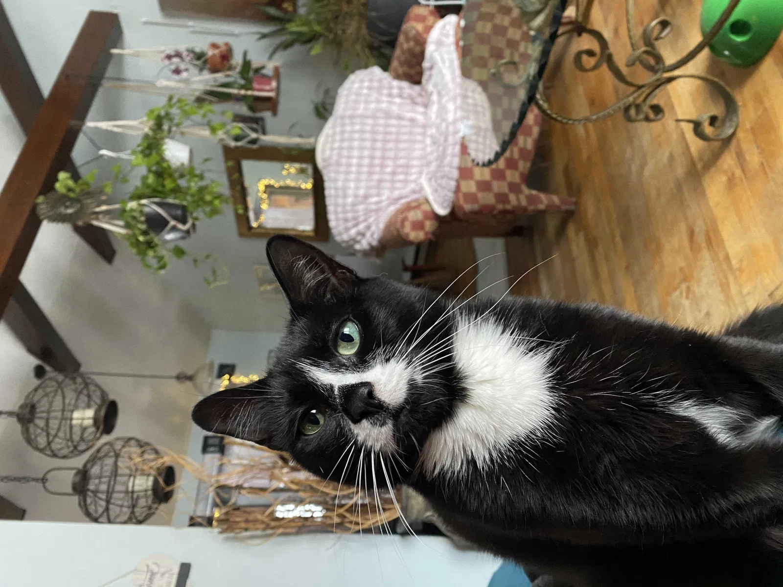 Lost cat in Lagrangeville, NY, 12540