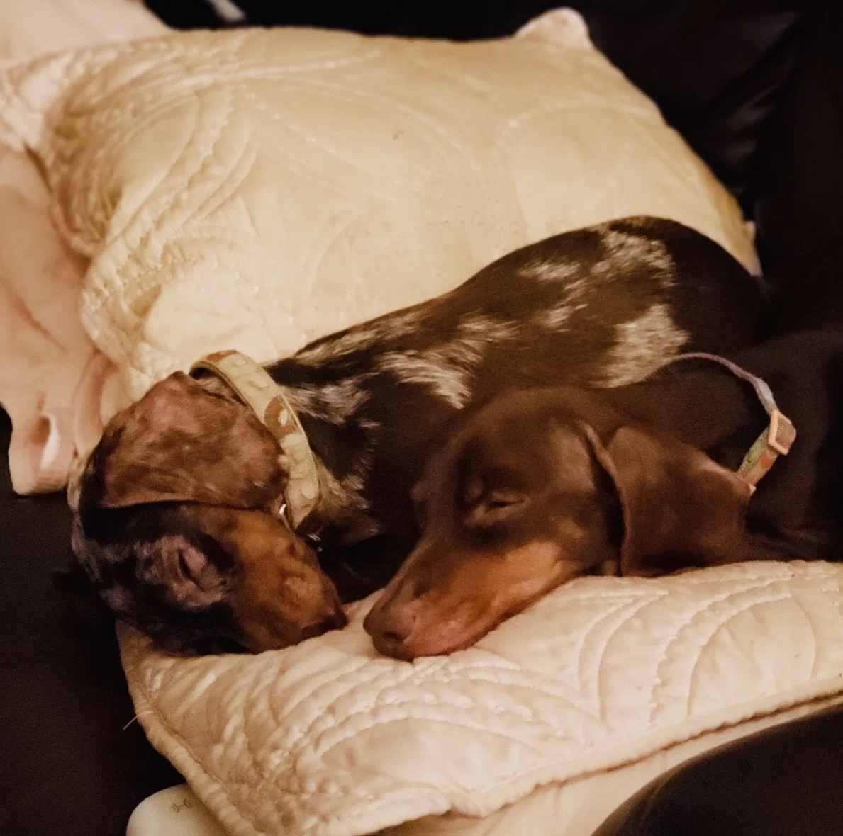 Lost dog in Lake Elsinore, CA, 92532