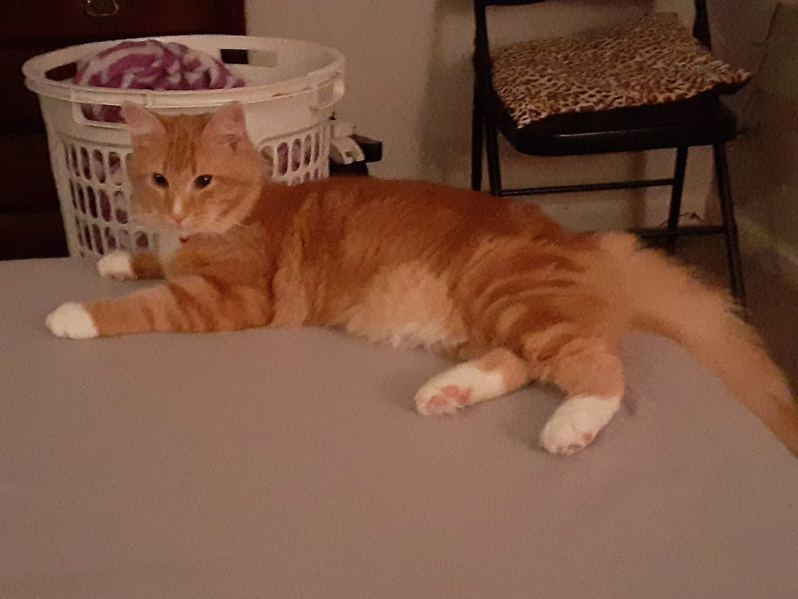 Lost cat in Lexington, KY, 40515