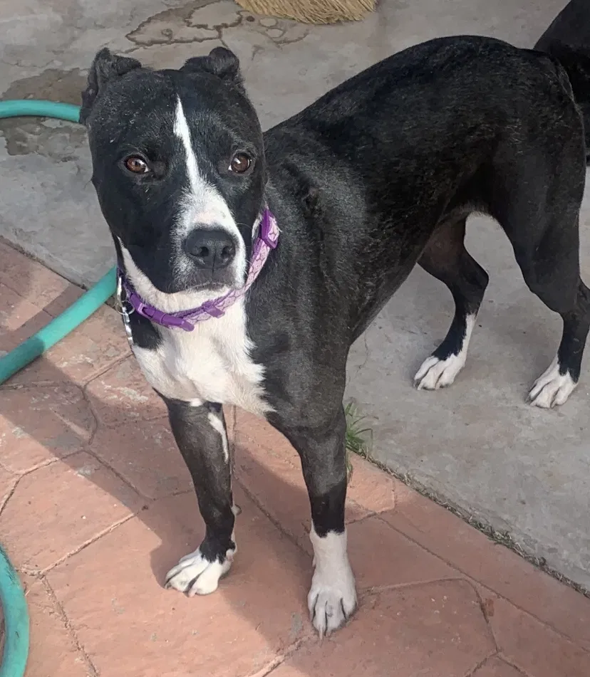 Lost dog in El Paso, TX, 79928