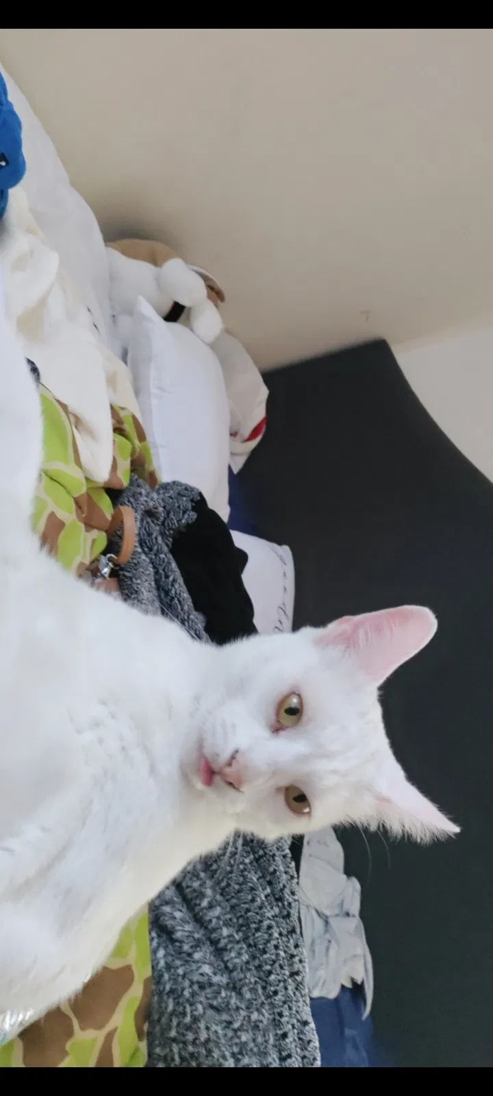 Lost cat in Van Nuys, CA, 91405