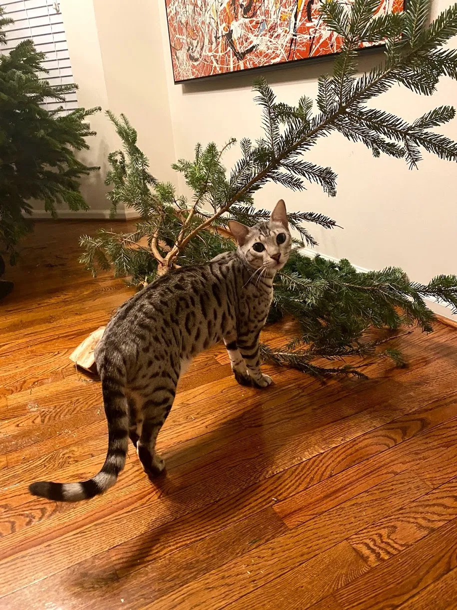 Lost cat in Pipersville, PA, 18947