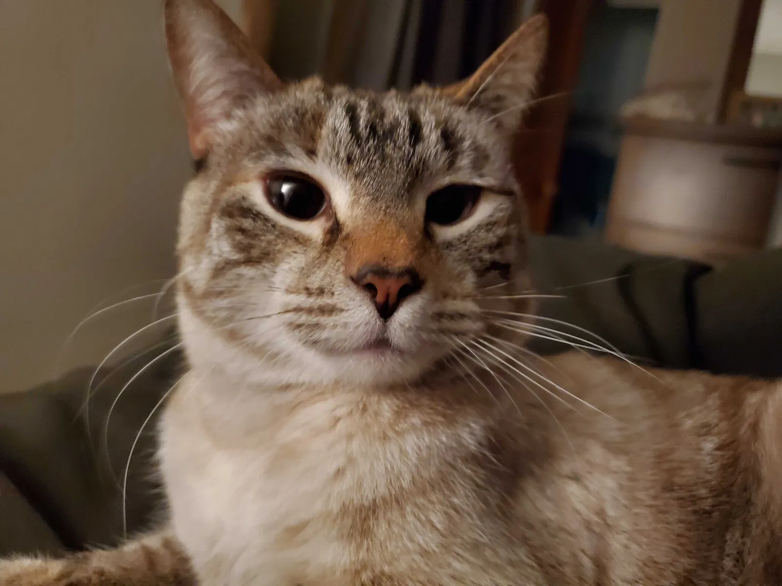Lost cat in Chattanooga, TN, 37406