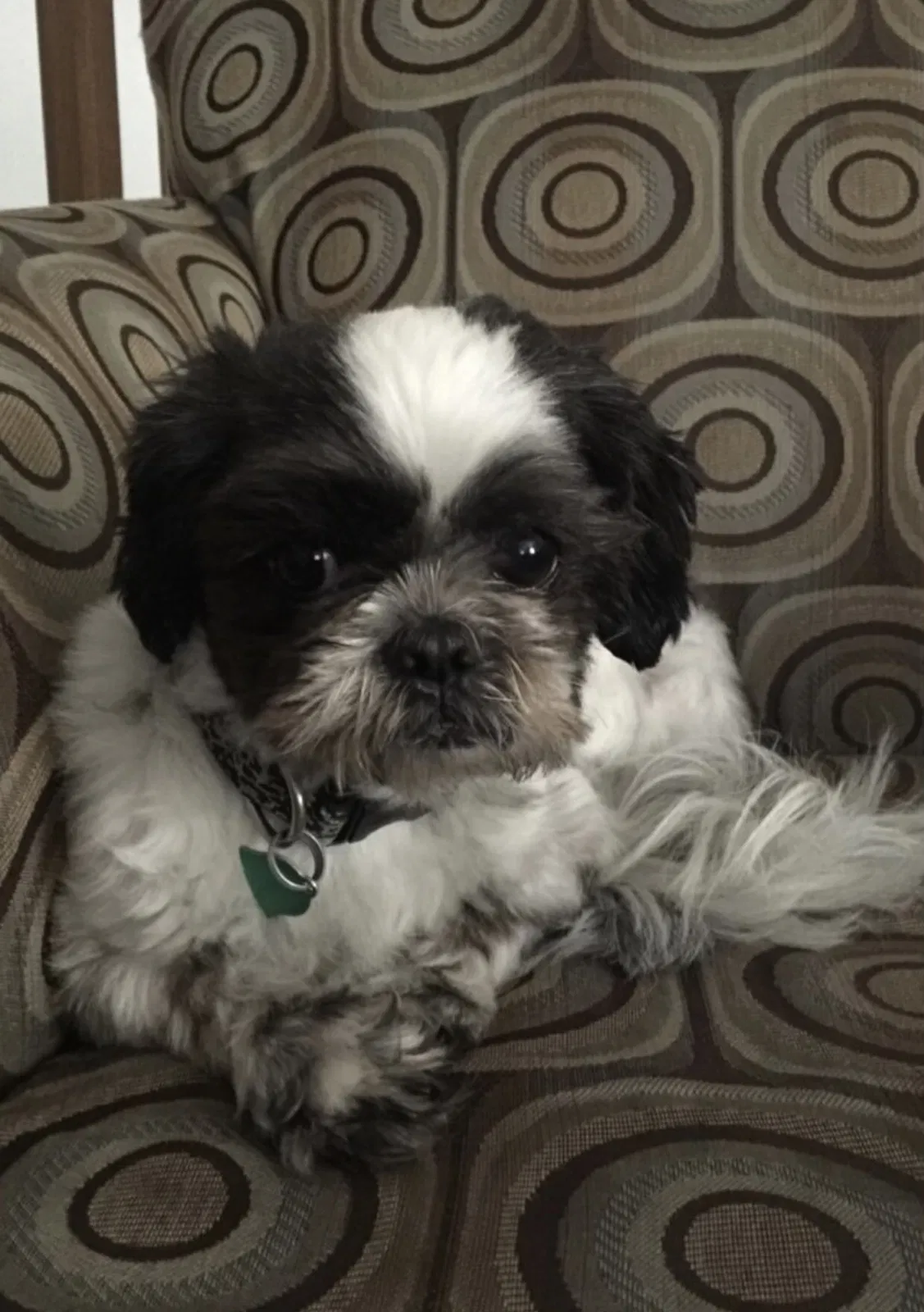 Lost dog in Indianapolis, IN, 46254