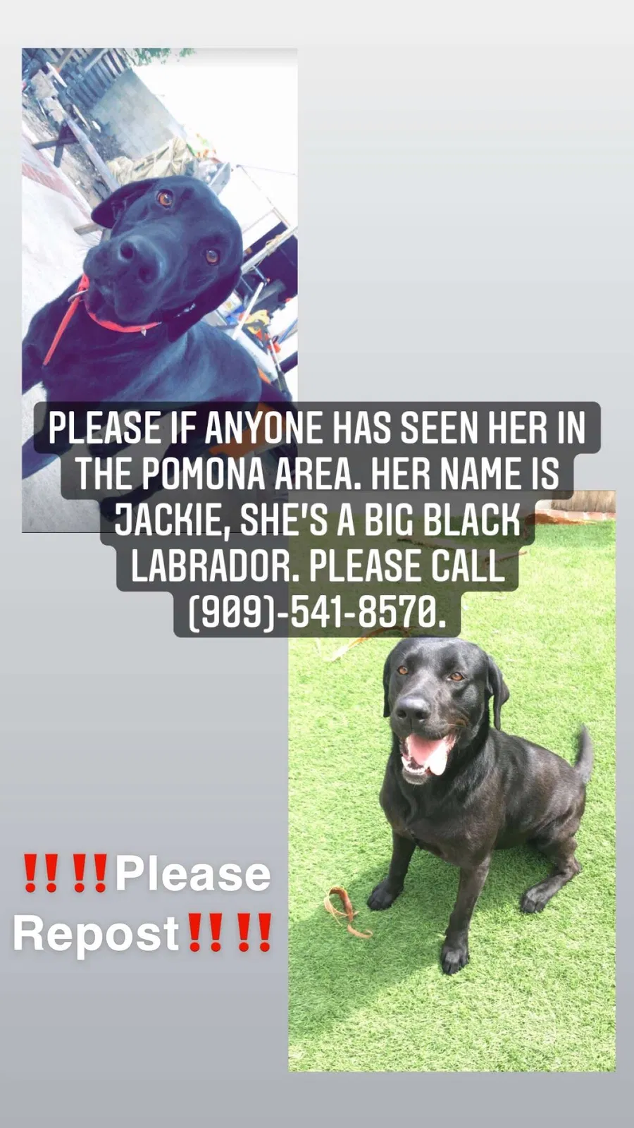 Lost dog in Pomona, CA, 91766