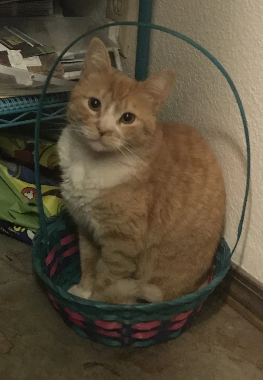 Lost cat in Fresno, CA, 93702