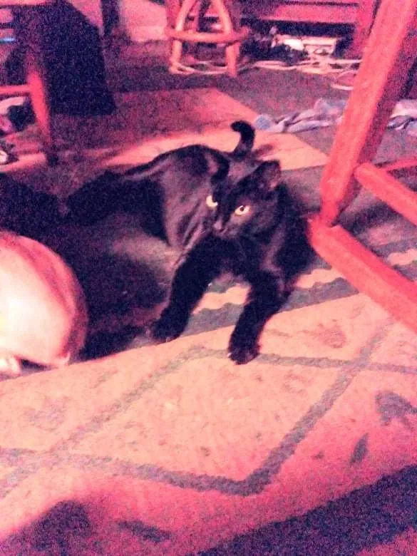 Lost cat in Safety Harbor, FL, 34695