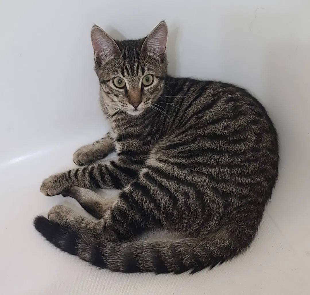 Lost cat in Mesa, AZ, 85204