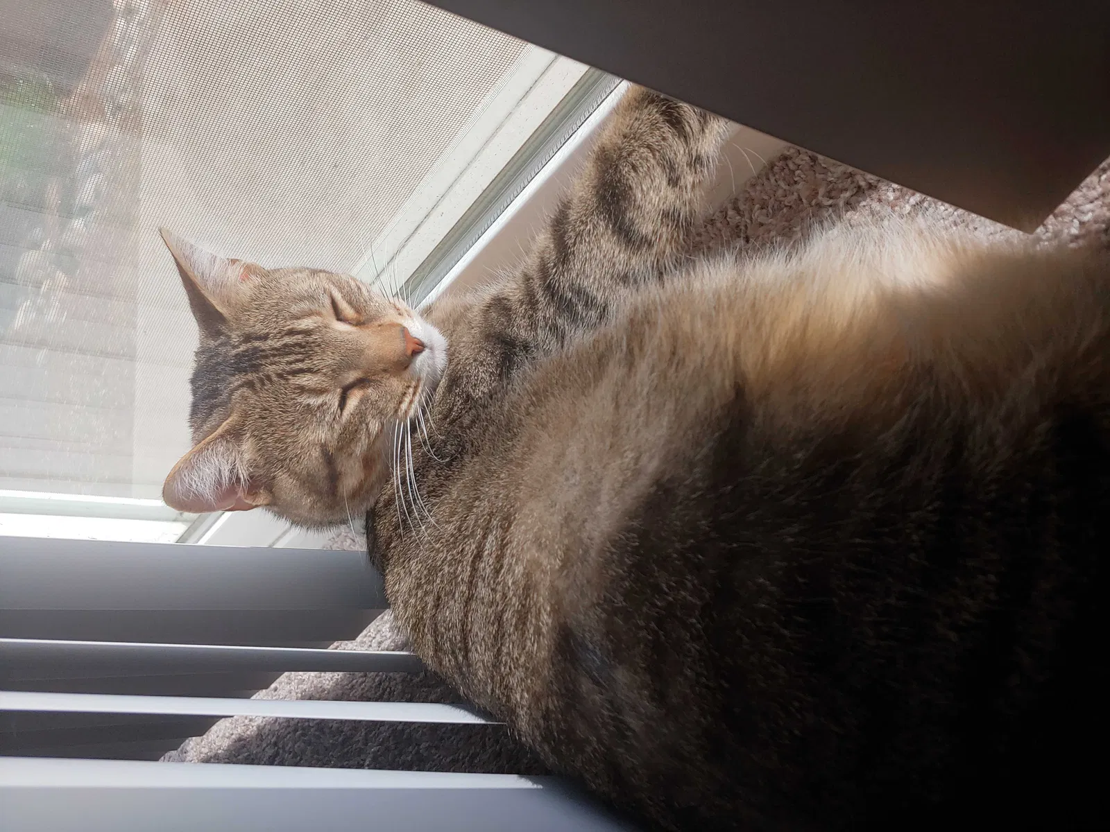 Lost cat in Vancouver, WA, 98661