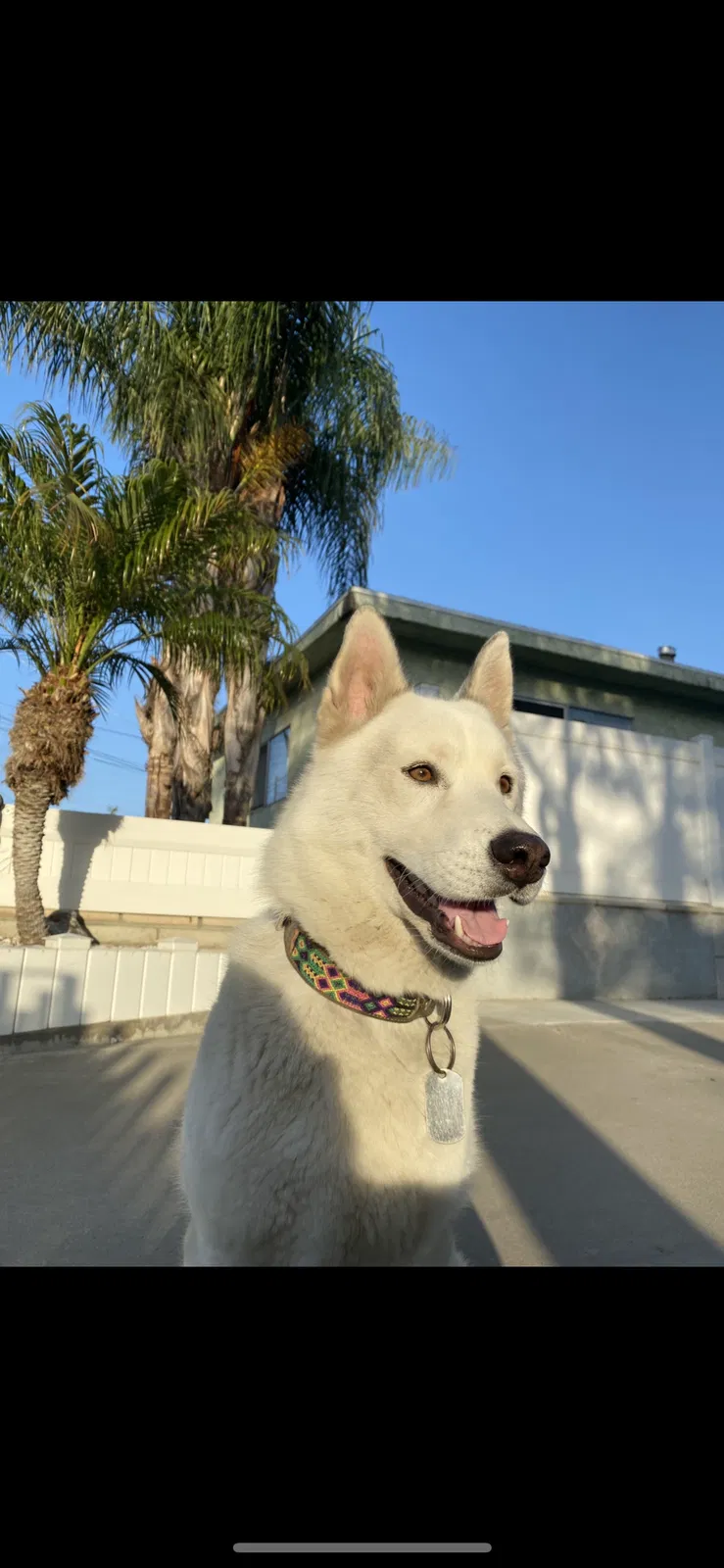 Lost dog in San Diego, CA, 92154