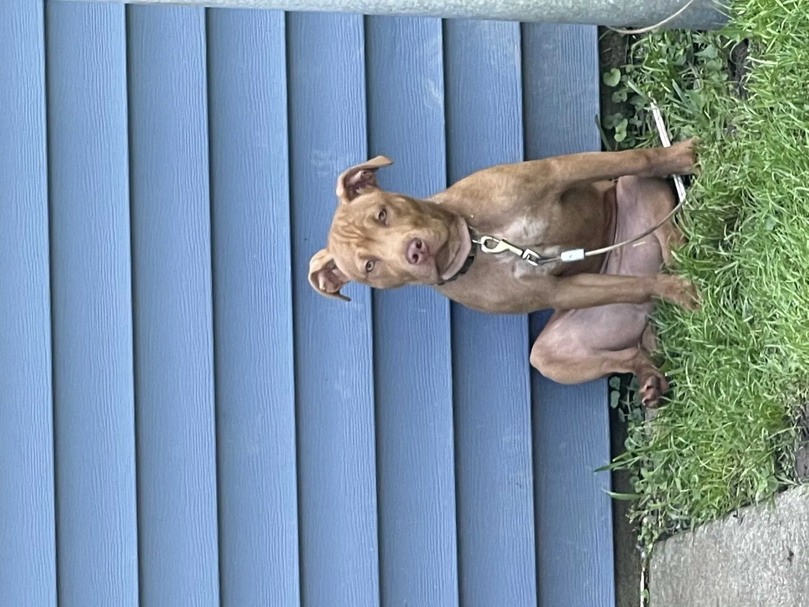 Lost dog in Warren, MI, 48089