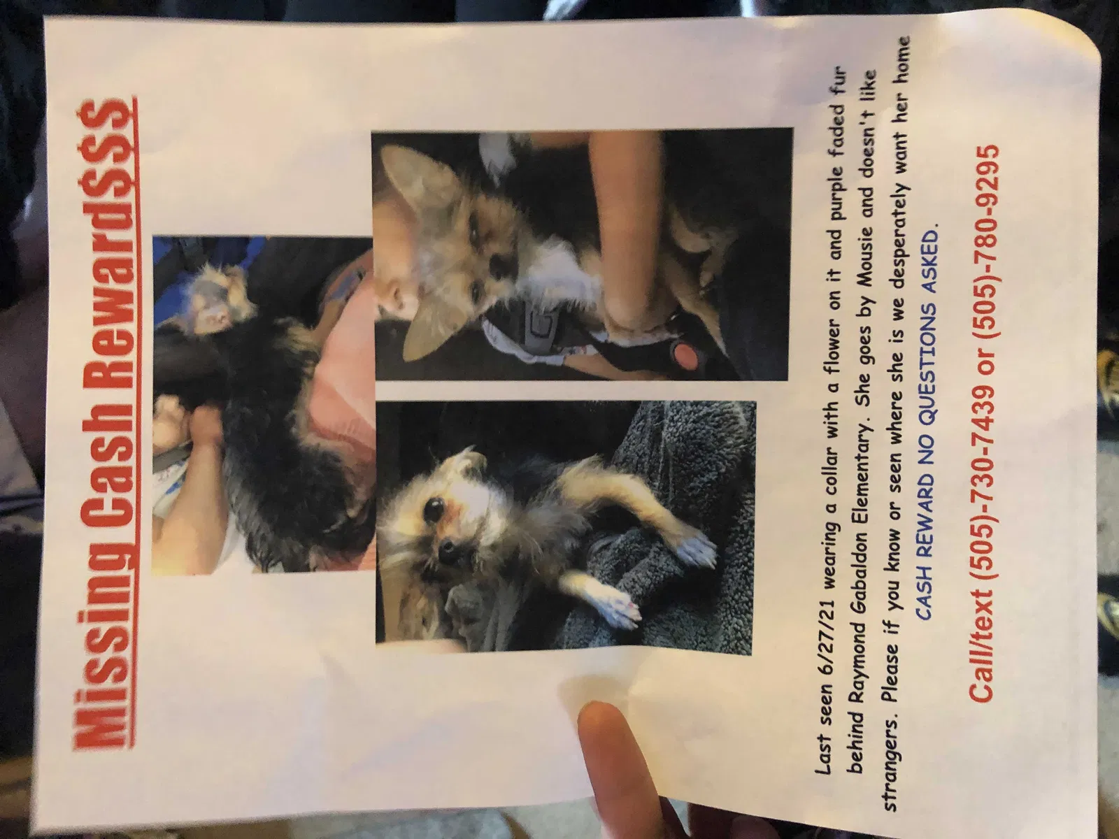 Lost dog in Los Lunas, NM, 87031