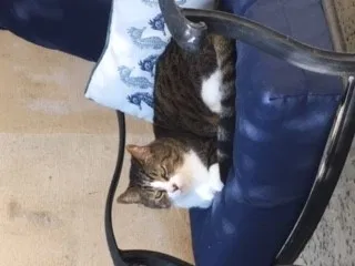 Lost cat in Manhattan Beach, CA, 90266