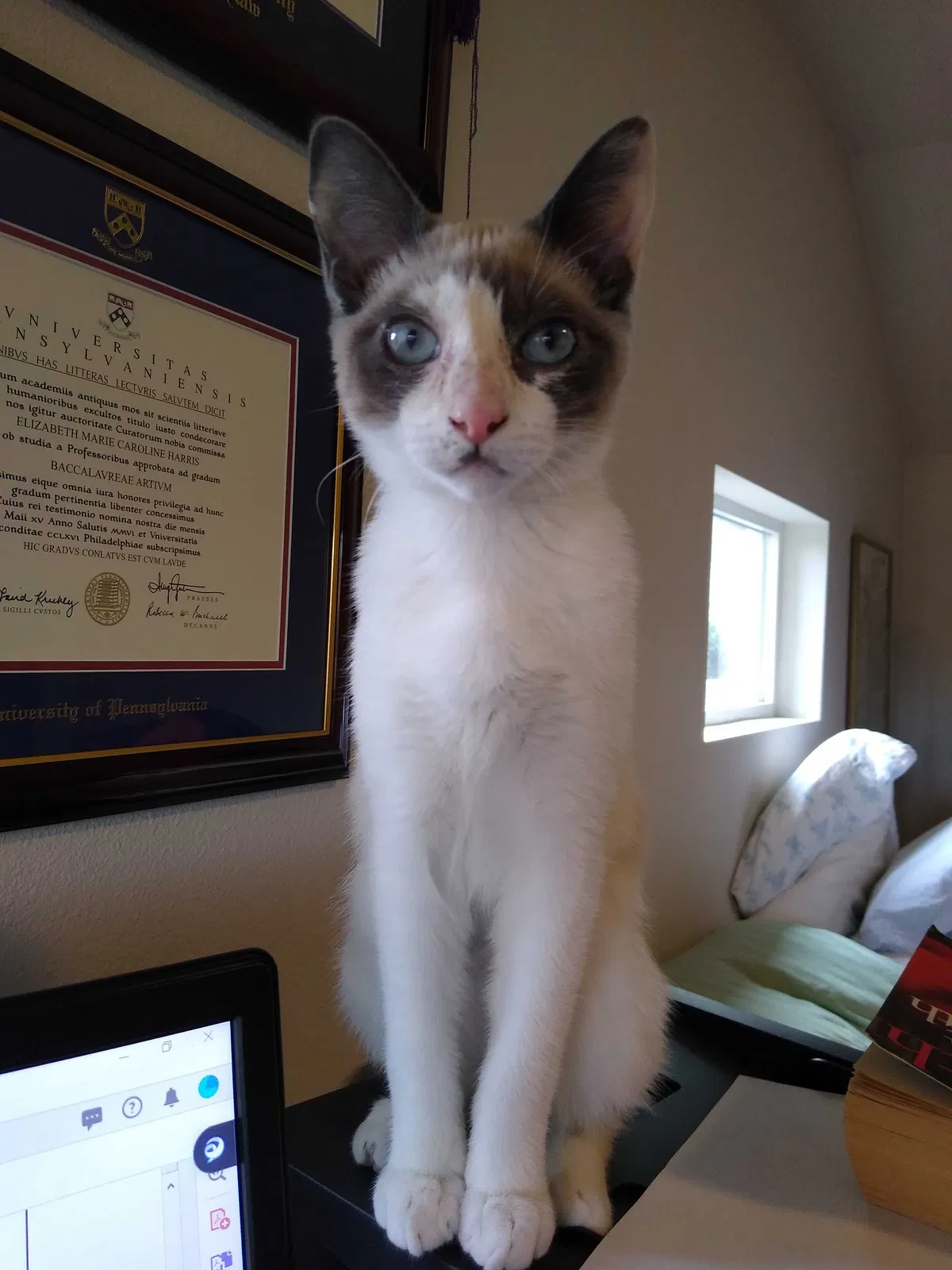 Lost cat in Seattle, WA, 98117