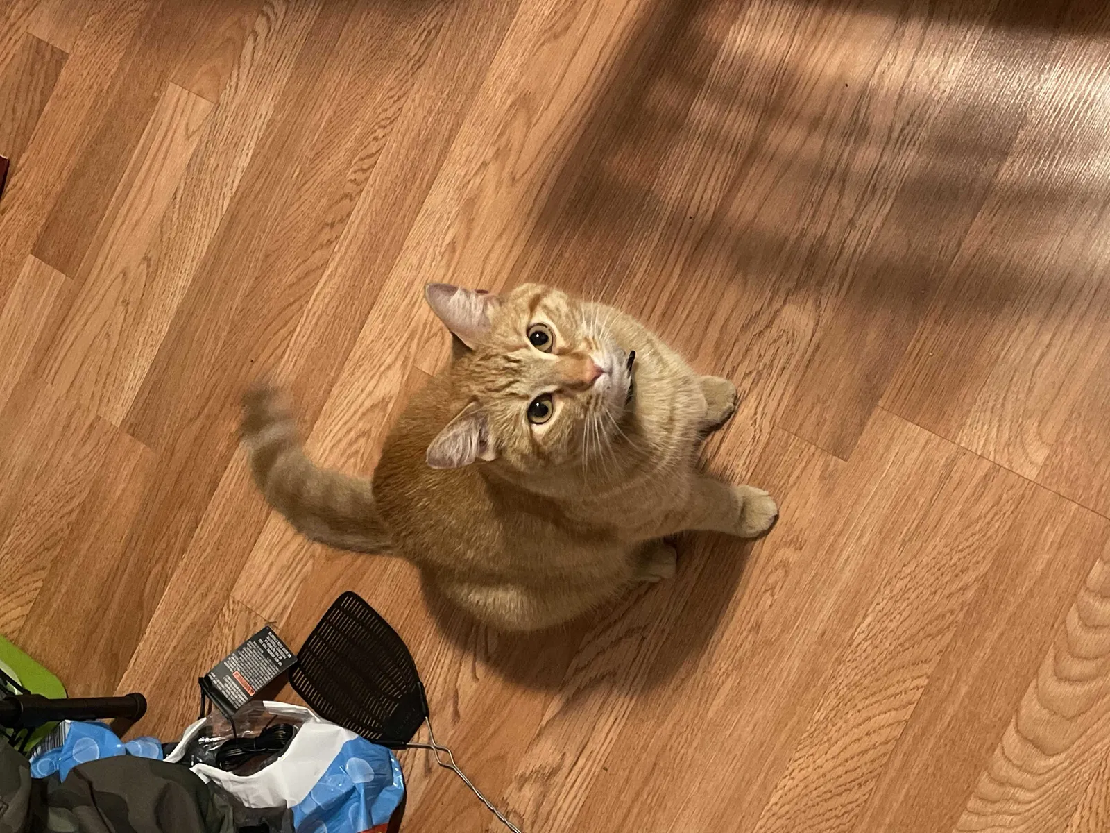 Lost cat in Lorain, OH, 44052