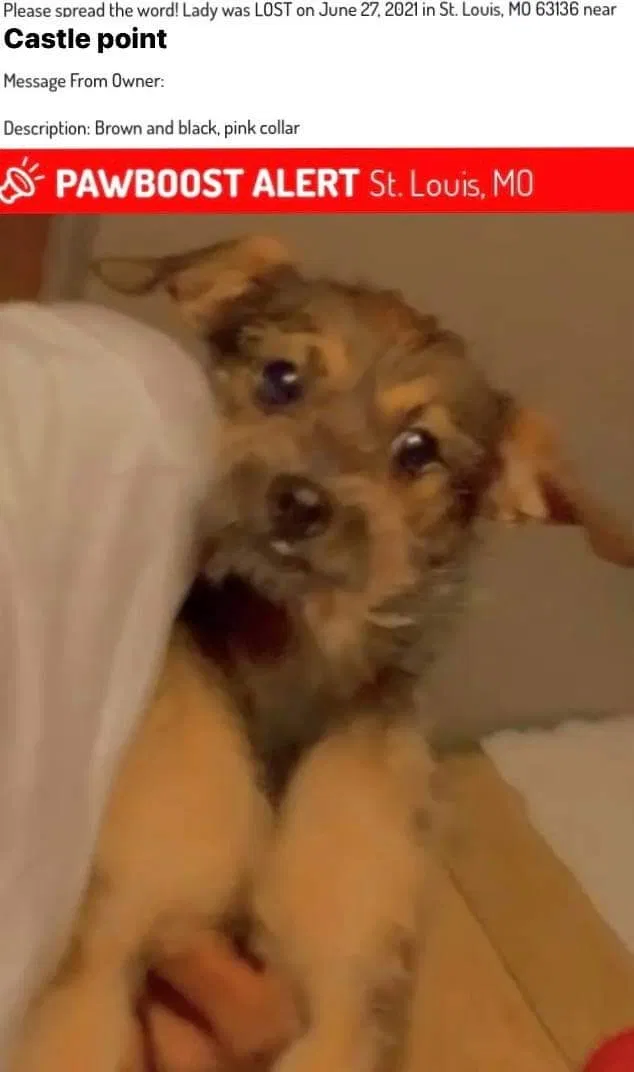 Lost dog in Saint Louis, MO, 63136