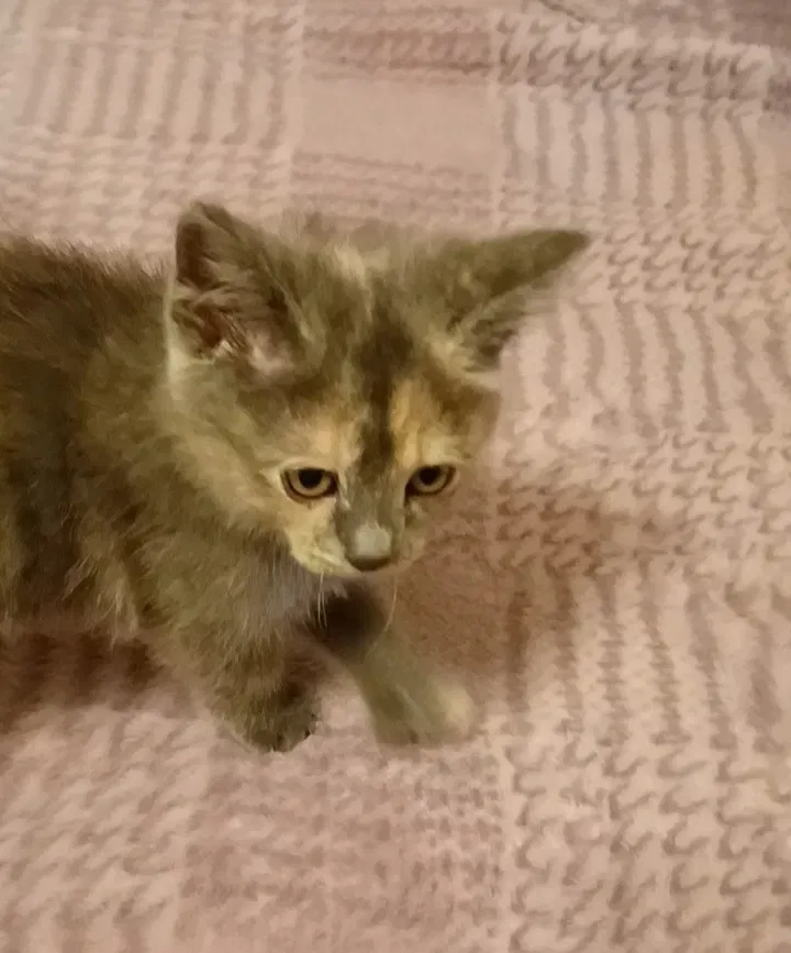 Lost cat in Burnsville, MN, 55306