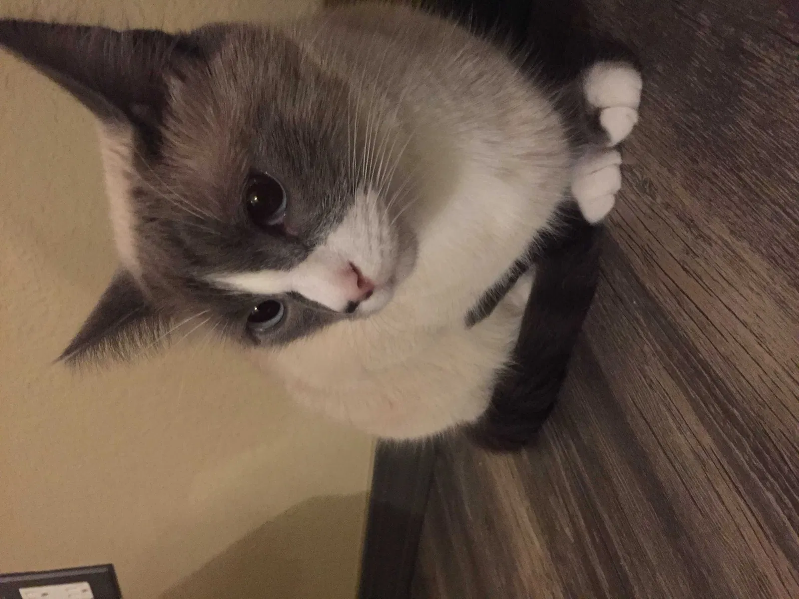Lost cat in Albuquerque, NM, 87120