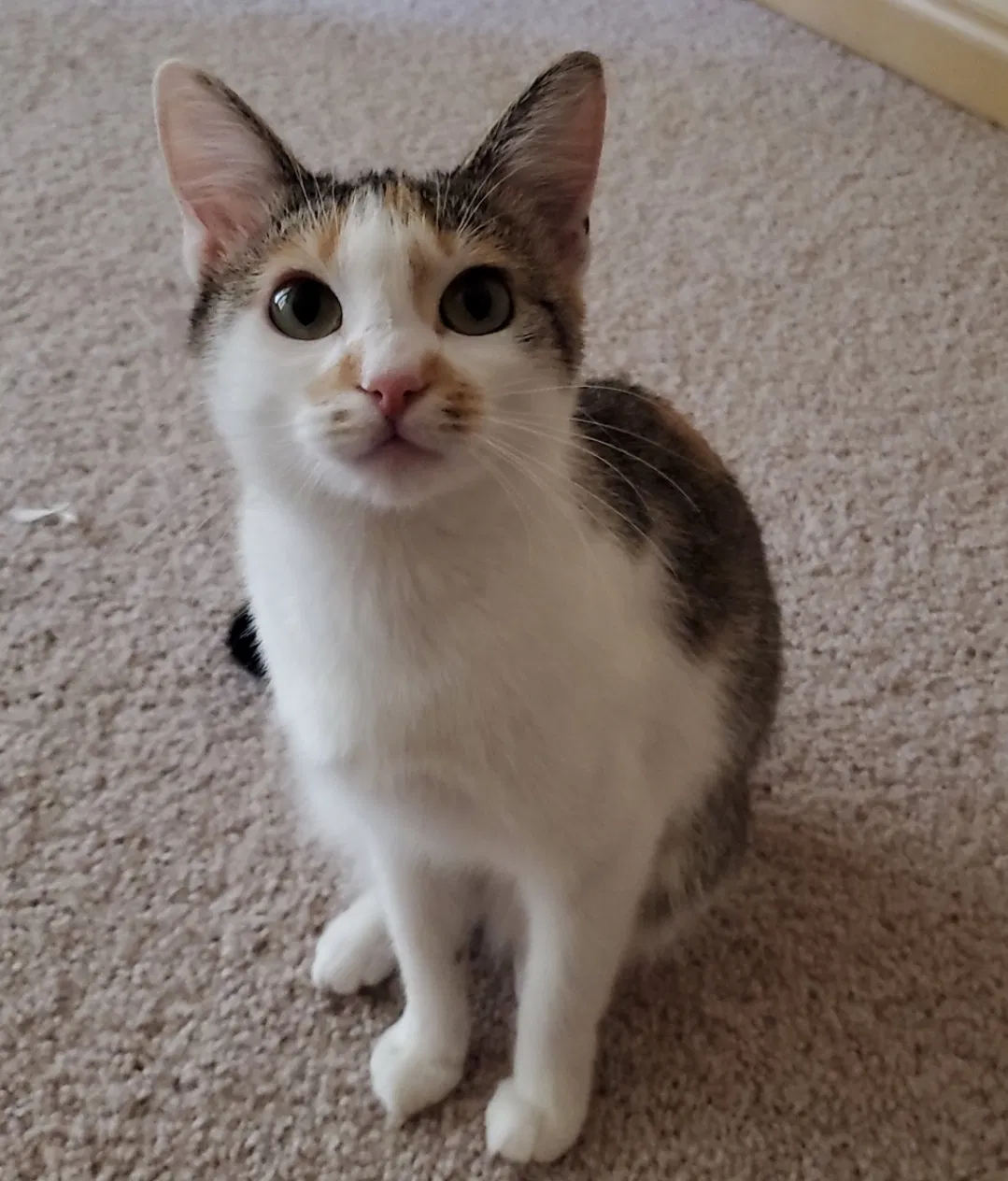 Lost cat in Ooltewah, TN, 37363