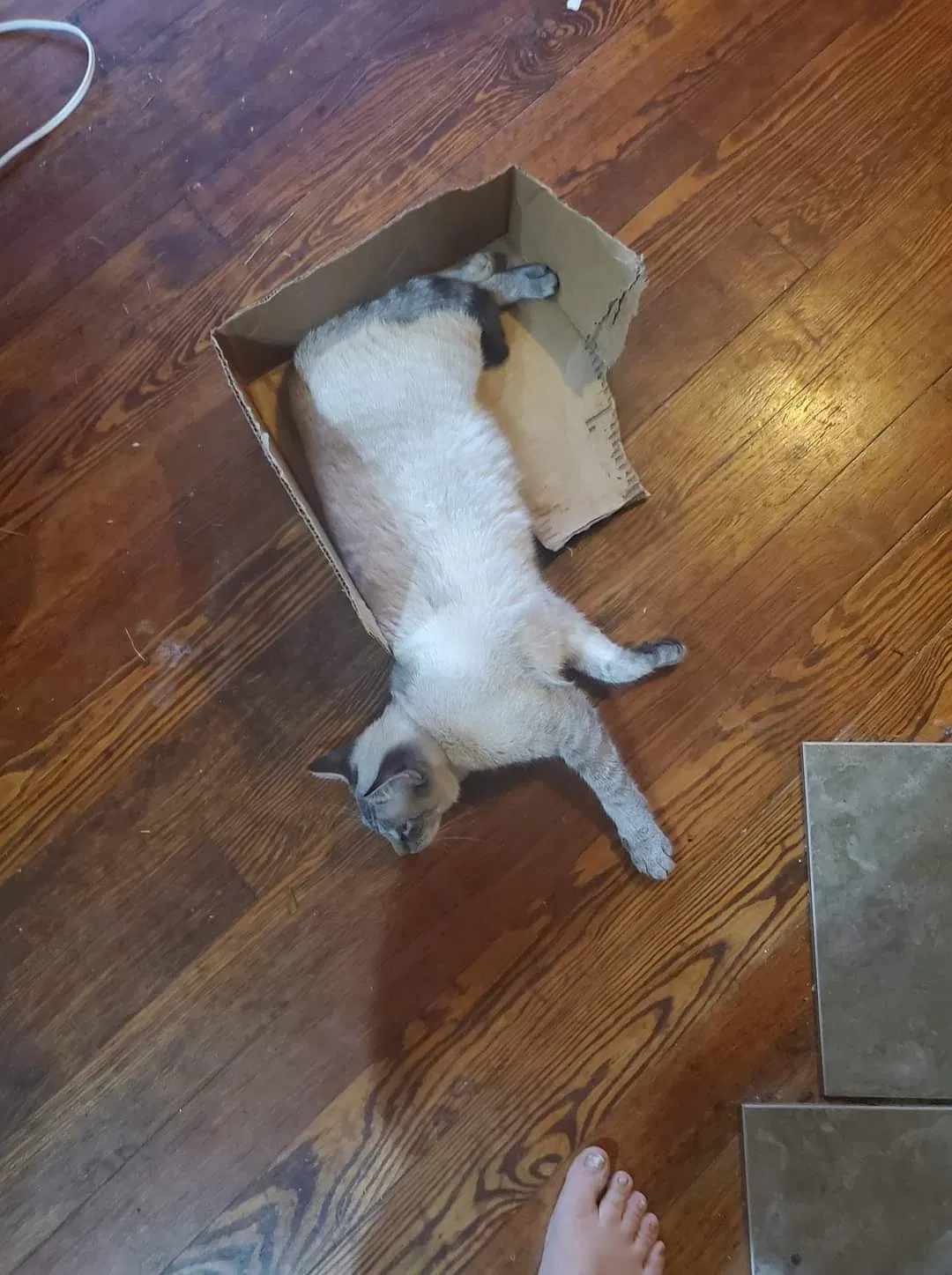 Lost cat in Indianapolis, IN, 46221