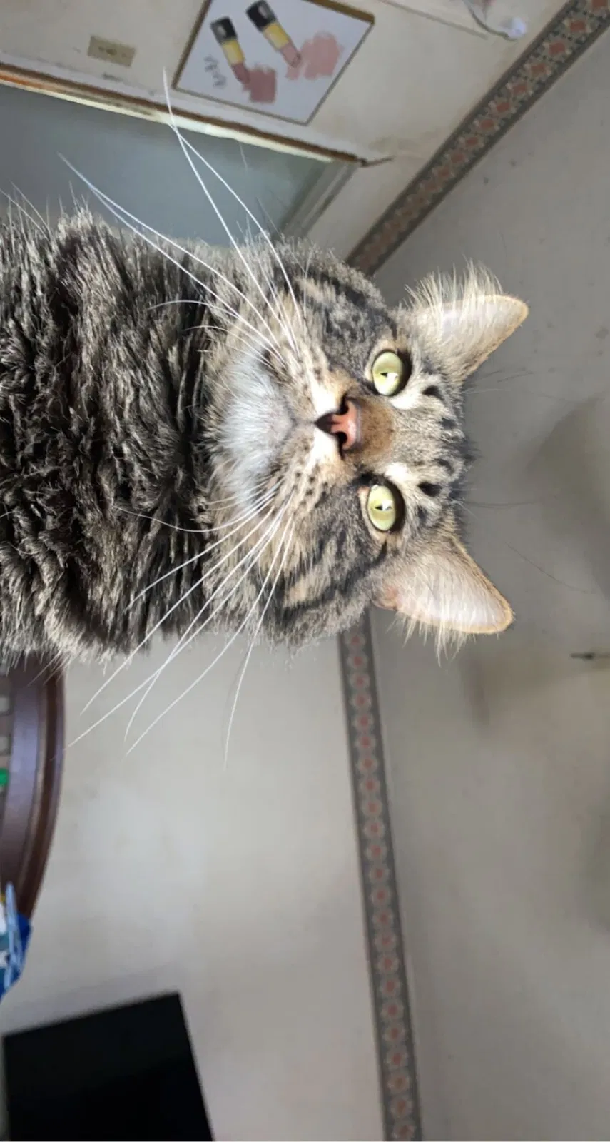Lost cat in Toledo, OH, 43613