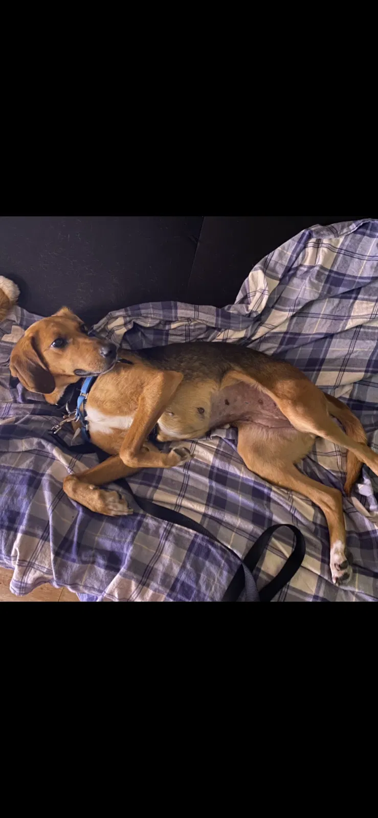 Lost dog in Richmond, VA, 23235