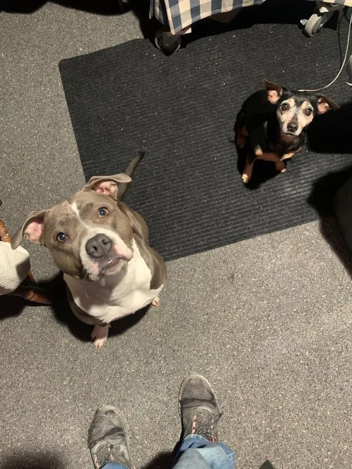 Lost dog in Wyoming, MI, 49509