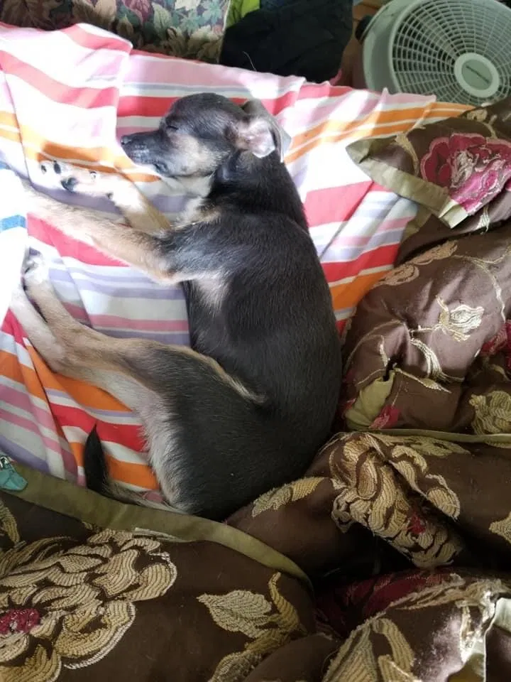 Lost dog in Ruckersville, VA, 22968