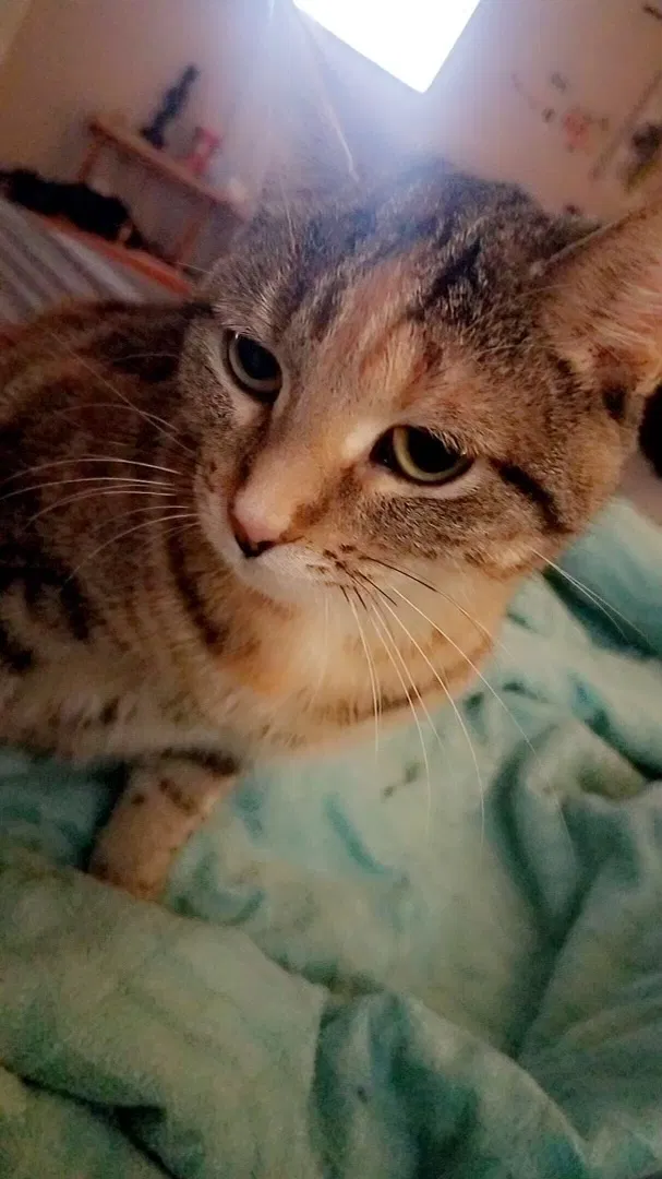 Lost cat in Belvidere, IL, 61008