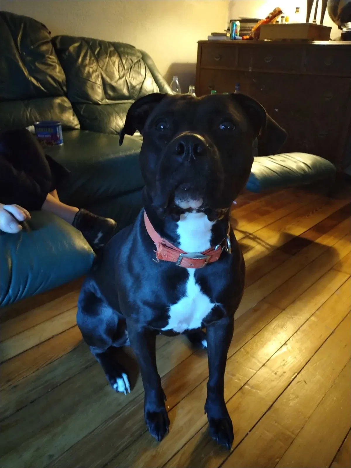 Lost dog in Milwaukee, WI, 53210